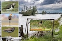 Verdronken kuiken en kapotte nesten: Moeder Natuur is soms genadeloos, zoals hier in de uiterwaarden van de IJssel bij Deventer.