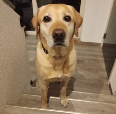 Heb jij Simba gezien? Dit huisdier wordt in Staphorst vermist