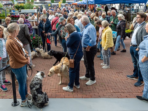Hondenbaasjes kunnen door wolf ‘nergens meer heen’, daarom staan ze nu hier