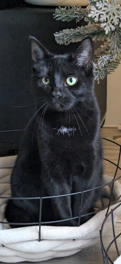 Heb jij Ollie, Oreo of Ditto gezien? Deze drie huisdieren worden in Lelystad vermist