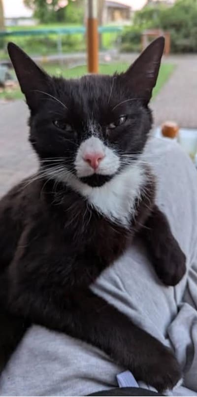 Heb jij Timmie gezien? Dit huisdier wordt in Olst-Wijhe vermist