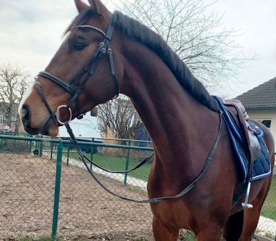 Lotus Blue is een paard zonder paspoort en dat is voor eigenaar én voormalig trainster een groot pro