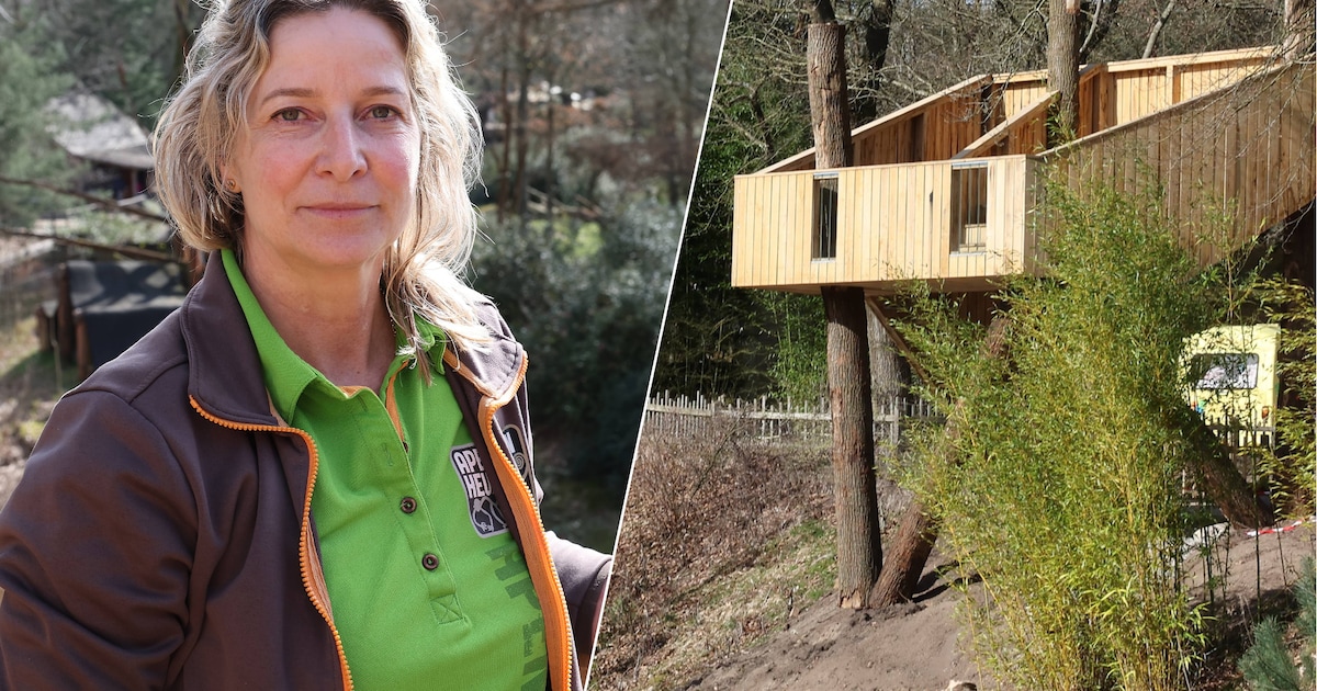 Vanaf hier zie je nóg meer van gorilla’s in Apenheul: ‘Unieke ervaring’