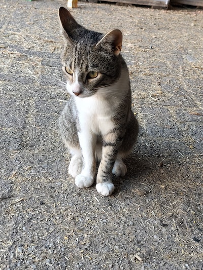 Heb jij Siep gezien? Dit huisdier wordt in Elburg vermist