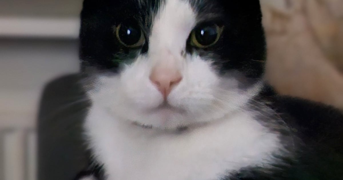 Heb jij Moos gezien? Dit huisdier wordt in Ermelo vermist