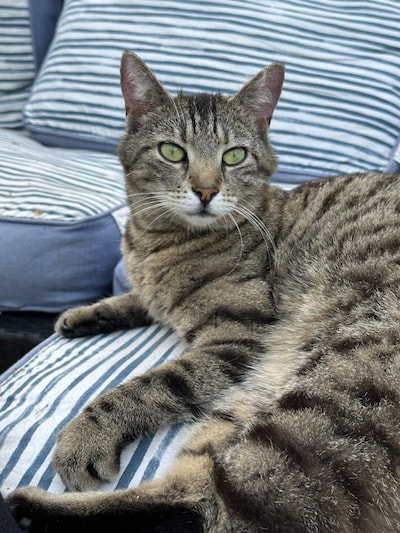 Heb jij Louie gezien? Dit huisdier wordt in Ommen vermist