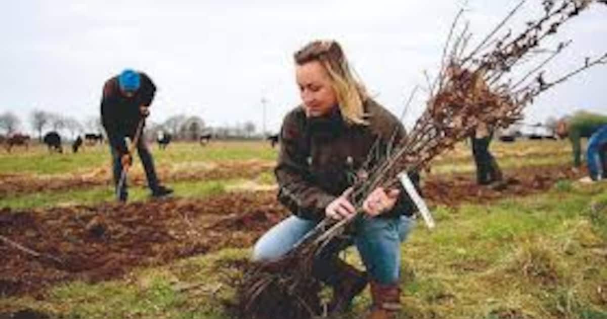 Dalfsen breidt regeling voor bomen en struiken uit