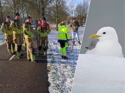 Meeuw met vishaak in zijn bek laat zich niet redden: meisje in tranen langs de kant