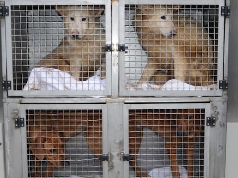 Dierenbescherming nam onlangs honderd sterk verwaarloosde honden bij Animal House in Lettele in beslag.