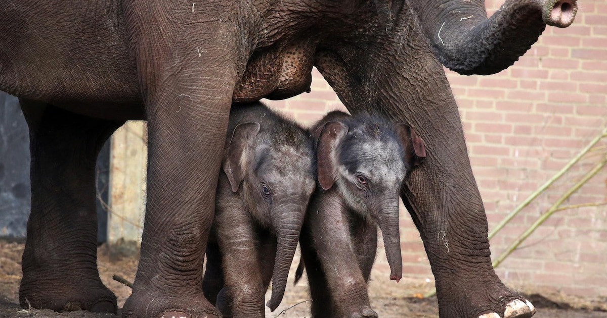 Doen in de voorjaarsvakantie in Amsterdam: van olifantenbaby’s tot ontsnappen uit een escaperoom