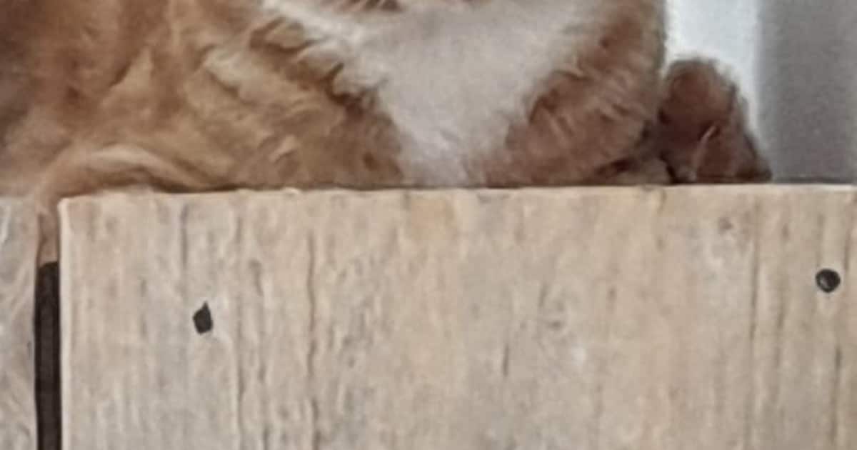 Heb jij Cesar gezien? Dit huisdier wordt in Noordoostpolder vermist