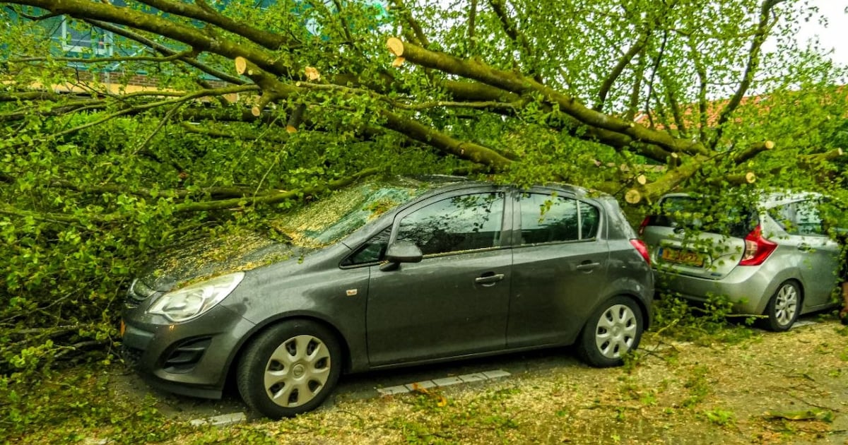 Boom waait op geparkeerde auto’s in Enschede tijdens noodweer
