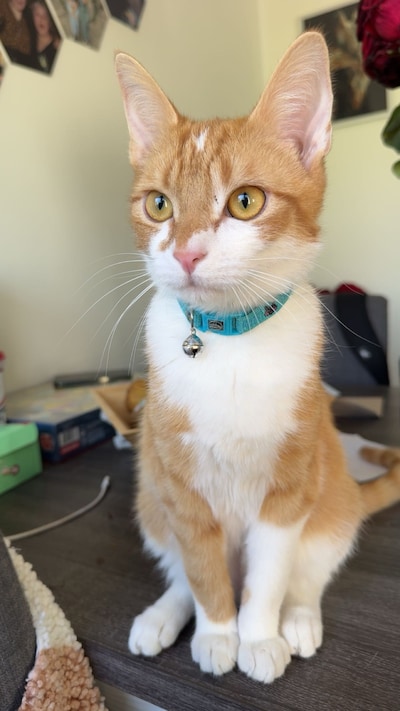 Heb jij Toet gezien? Dit huisdier wordt in Putten vermist