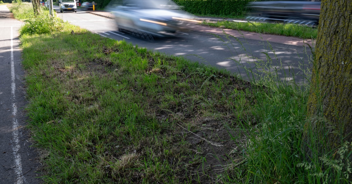 Lezers verdeeld over Lochems maaibeleid: ‘Het gaat al zo slecht met insecten’