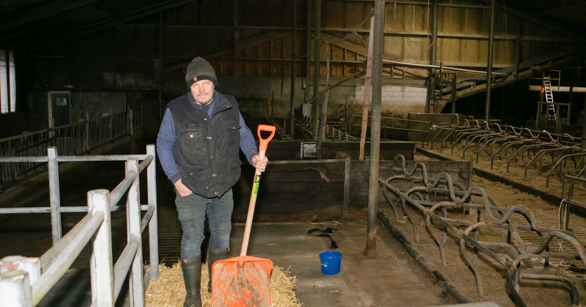 Boer Wilco (45) veilt complete veestapel naast natuurgebied in Beerzerveld: ‘Nu is er leegte in m’n 