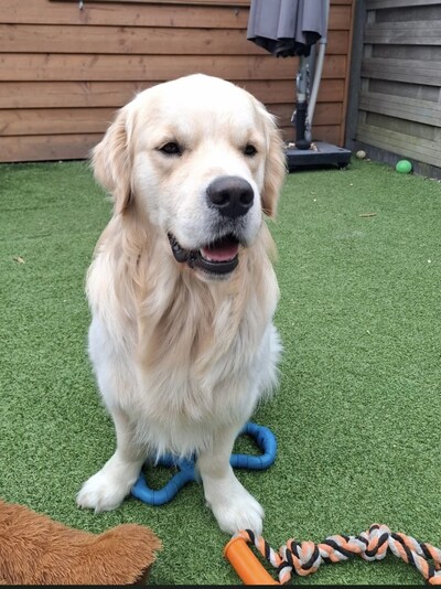 Heb jij Sam gezien? Dit huisdier wordt in Hattem vermist