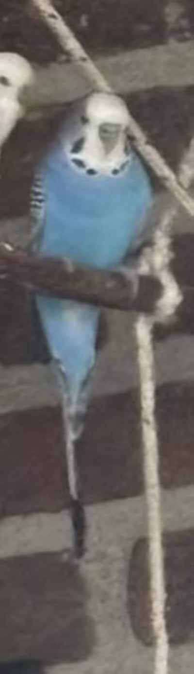 Heb jij Bleuy gezien? Dit huisdier wordt in Hellendoorn vermist