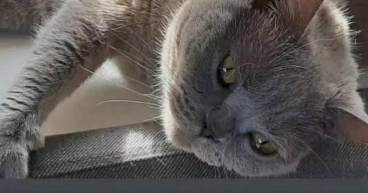 Heb jij Qwen, Jago of Isa gezien? Deze drie huisdieren worden in Raalte vermist