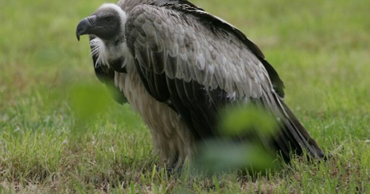 Vermiste gier duikt op in Salland