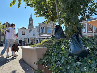 Mysterie opgelost: hierom hebben de bomen op de Hof een plastic korte broek aan