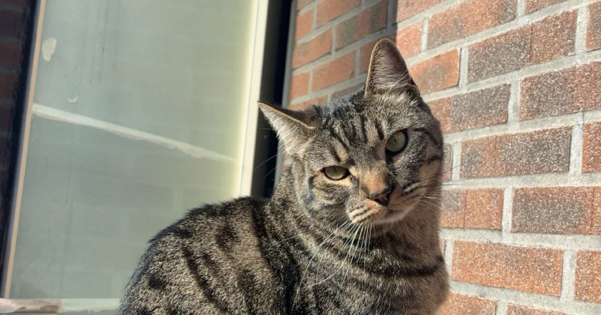 Heb jij Tommie gezien? Dit huisdier wordt in Heerde vermist