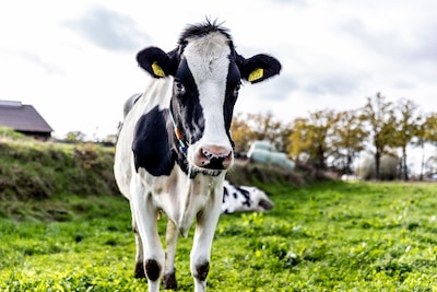 Informatiemarkt buitengebied in Holten