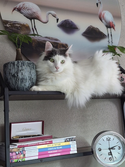 Heb jij Abby of Maze gezien? Deze twee huisdieren worden in Zeewolde vermist