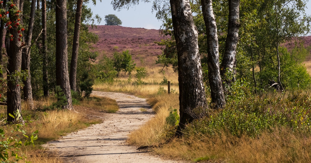 Stichting Landschap Overijssel leidt wandelaars over de Lemelerberg