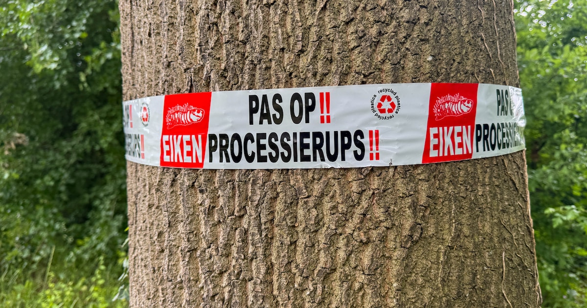 GGD waarschuwt voor eikenprocessierups in Horsterwold