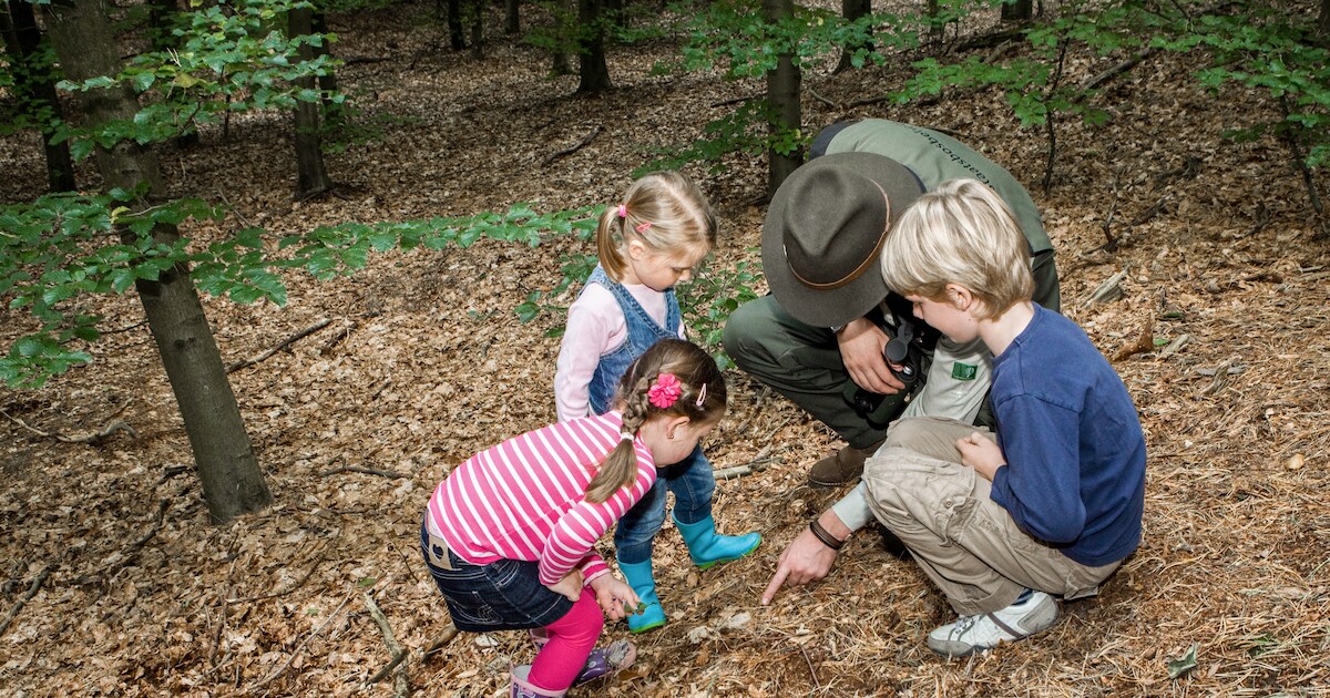 Kinderexcursie in boswachterij Ommen: struinen met de boswachter