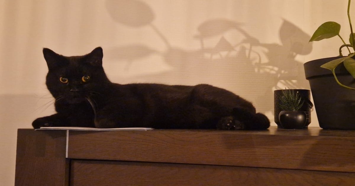 Heb jij Begheera gezien? Dit huisdier wordt in Zwartewaterland vermist