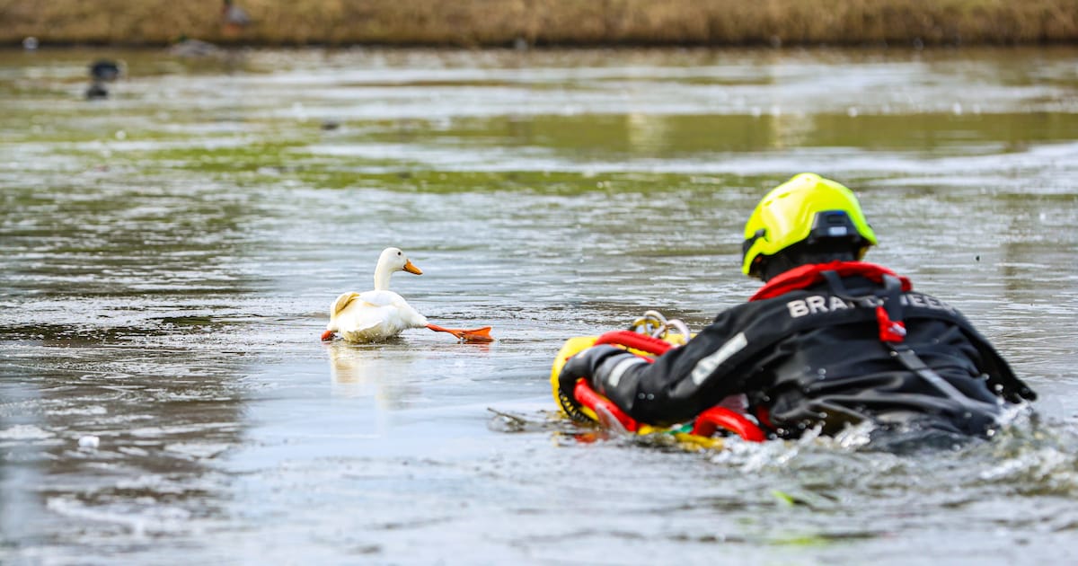 Eend Roelie vast op het ijs: reddingspoging brandweer neemt een verrassende wending