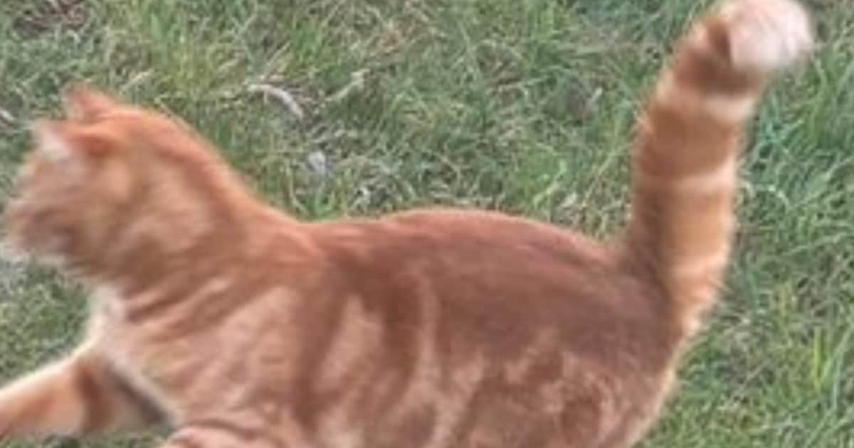 Heb jij Simba gezien? Dit huisdier wordt in Olst-Wijhe vermist