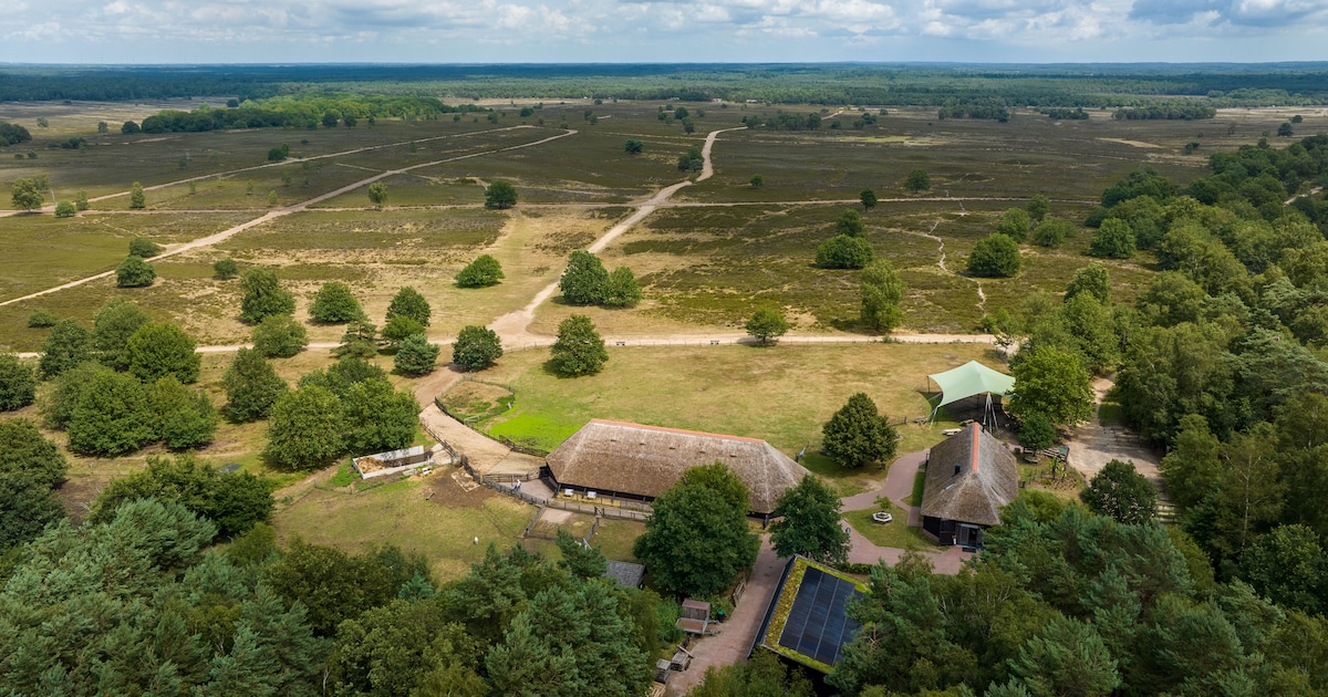 Met natuurgids op zoek naar schaapskudde op de Ermelosche Heide