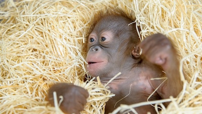 Orang-oetanbaby Sammie van Apenheul kan niet naar pleegouders, dit gaat er wél met haar gebeuren