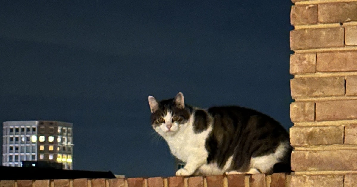 Heb jij Simba, Milo of Chico gezien? Deze vijf huisdieren worden in Nijmegen vermist