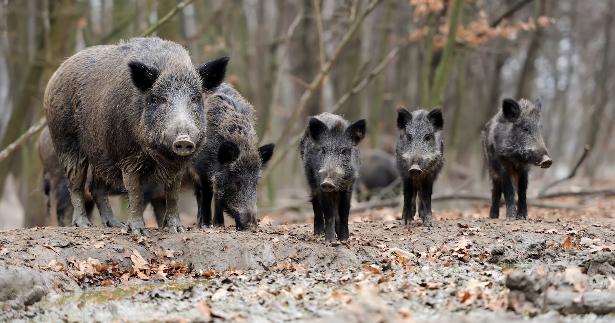 Provincie Utrecht mag toch wilde zwijnen afschieten