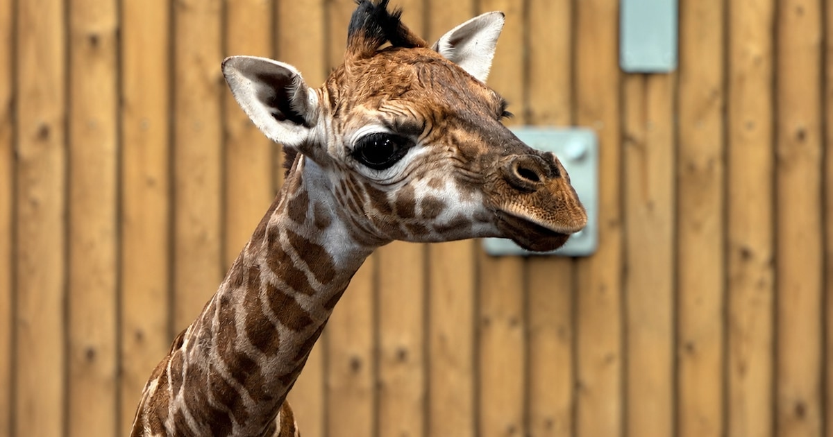 Dubbel goed nieuws voor WILDLANDS in Emmen: Michelinster en girafje voor het eerst savanne op