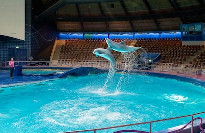 Succes voor Dolfinarium: staatssecretaris mocht in twee gevallen geen dwangsom opleggen