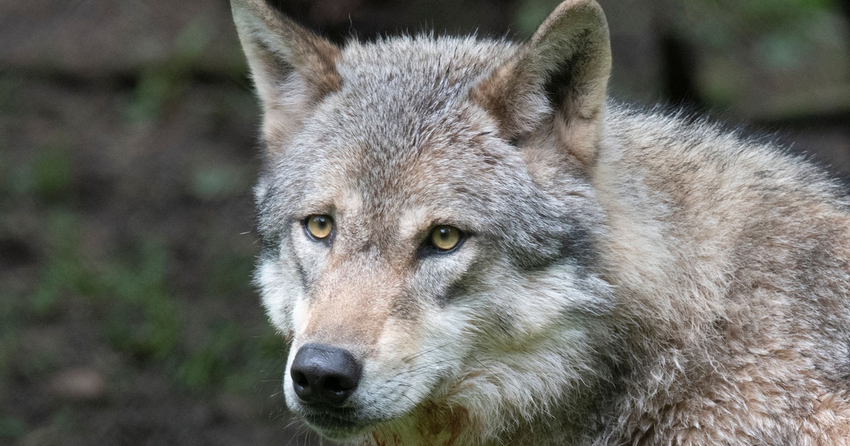 Wolf overlijdt na aanrijding met vrachtwagen op A1 bij Deurningen | Foto