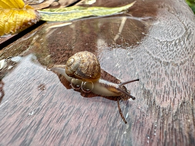 Dit stuurden jullie in: Met een slakkengangetje door Harderwijk • Iduna nodigt muzikale belangstelle