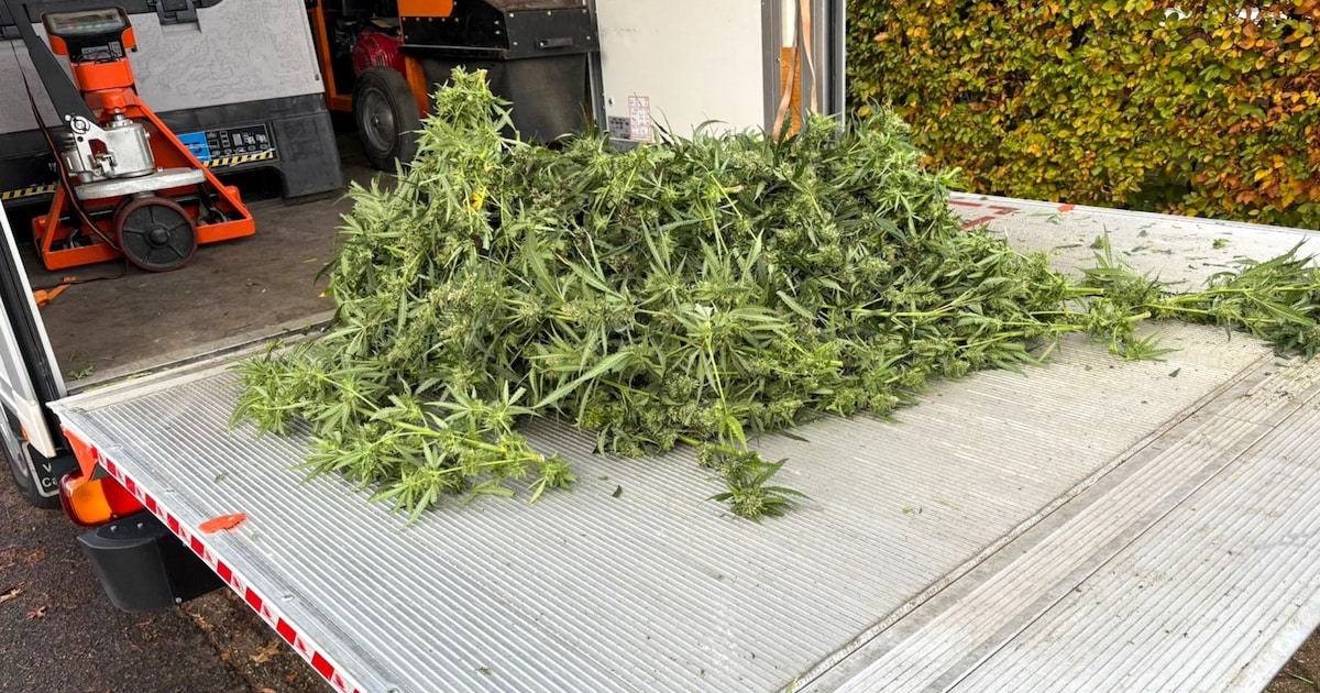 Politie krijgt tip over wietkwekerij in Deventer en wacht dan slim af: vier mannen weten nu hun stra