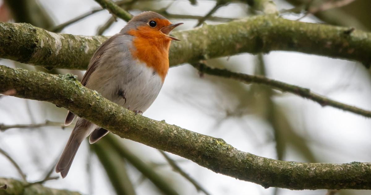 Vogelcursus voor vogelliefhebbers in Epe en Heerde