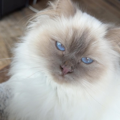 Heb jij Sil, Mikey of Titus gezien? Deze vier huisdieren worden in Bronckhorst vermist
