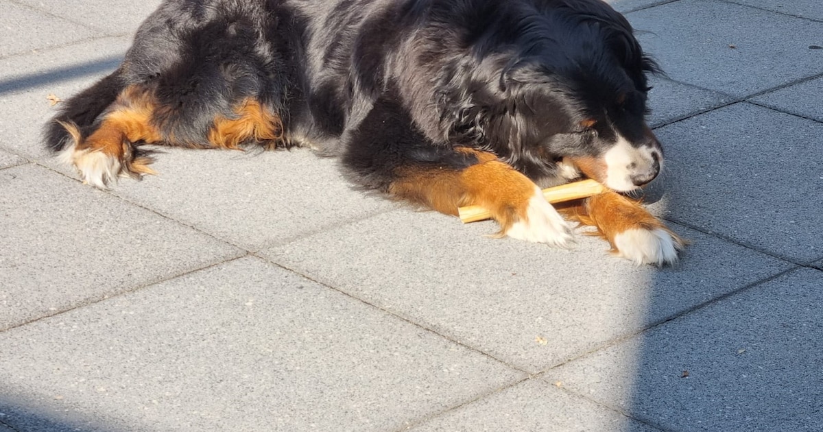 Heb jij Nala gezien? Dit huisdier wordt in Hardenberg vermist