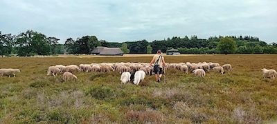 Ontmoet de herder en zijn schaapskudde bij schaapskooi tussen Heerde en Epe