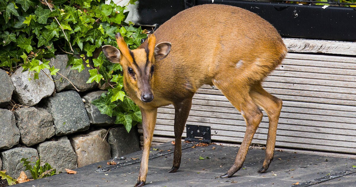 Hert in de tuin blijkt helemaal geen hert: ‘Ik had er nog nooit van gehoord’