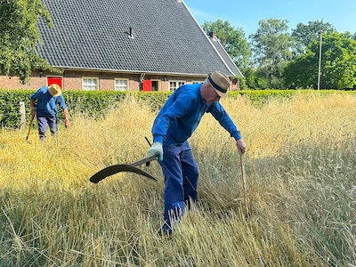 De zeis zwiert over het veld: handmatig rogge oogsten is springlevend in Almelo