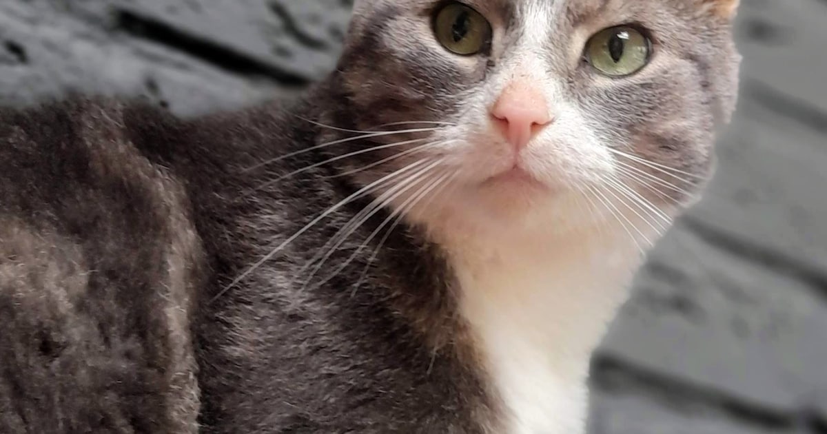 Heb jij Mini gezien? Dit huisdier wordt in Hardenberg vermist