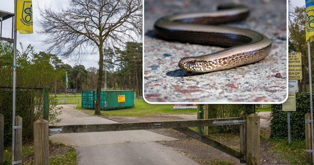 Dit dier houdt populaire motorcross op de Veluwe tóch niet tegen, rechter geeft provincie tik op de 